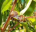 Cup moth caterpillar.jpg