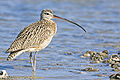 Curlew - natures pics.jpg