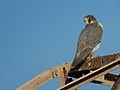 Falco pelegrinoides -Lanzarote, Canary Islands, Spain-8.jpg