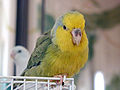 Forpus xanthops -pet on cage-8a.jpg