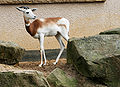 Gazella dama ruficollis Dvur zoo 2.jpg