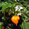 Habanero chile - flower with fruit (aka).jpg