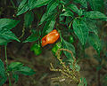 Habanero pepper.jpg