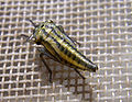 Larve Cicadella viridis.jpg