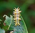 Limacodidae (Slug moths) caterpillar W IMG 2795.jpg
