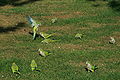 Monk parakeet landing No.1.JPG