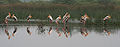 Painted Stork near Hodal I IMG 9275.jpg