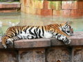 Panthera tigris12.jpg