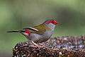 Red-browed Finch 0065 Px1600.jpg