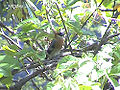 Red-headed Bullfinch O DSC05455.jpg