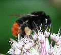 Redtailed bumblebee.jpg