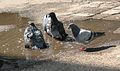 Rock Pigeons in 2010 Northern Hemisphere summer heat wave7.JPG