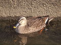 Spot-billed Duck02.JPG