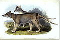 Thylacinus cynocephalus (Gould).jpg