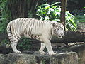 White tigers, Singapore Zoo 2.JPG