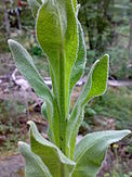 Verbascum thapsus 09.jpg