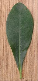 Amandelwolfsmelk blad Euphorbia amygdaloides.jpg