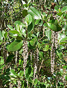 Garrya buxifolia 2.jpg