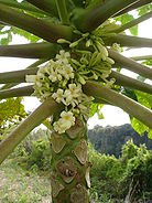 Papayer-mâle-Réunion.JPG