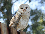 Barn Owl RWD1.jpg