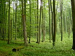 Beech forest in Źródliskowa Buczyna reserve near Szczecin.jpg