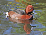 Ferruginous Duck RWD.jpg