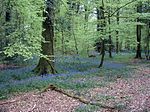 Forest in Andaines, Orne, France - 20040502.jpg