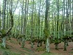 Urkiola, bosque de hayas.JPG