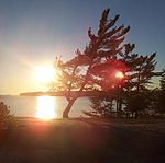 Windswept pine on Georgian Bay.jpg