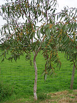 Eucalyptus pauciflora.jpg
