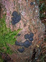 Beech Tarcrust fungus.JPG