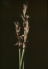 Carex davalliana2 eF.jpg