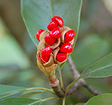 Sweetbay Magnolia Magnolia virginiana Berries 1800px.jpg