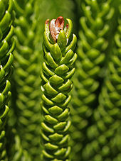 Araucaria heterophylla - 002.jpg