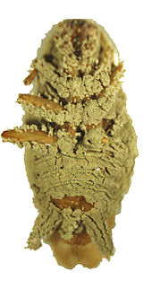 Metarhizium anisopliae infected cockroach (PLoS).jpg