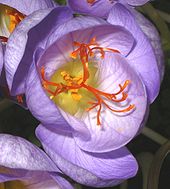 Saffron stigmas crocus sativa corrected cropped.jpg