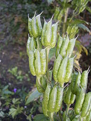 Aconitum carmichaelli 'arendsii' 27-10-2005 16.10.18.JPG