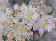 Allium fistulosum var. bulbifera, Sint-jansui bloemen.jpg