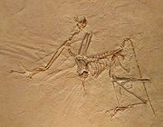Archaeopteryx bavarica Detail.jpg