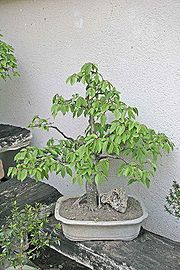 Bonsai - carpinus betulus2.jpg