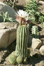 180px Cactus 002