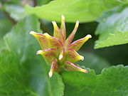 Caltha palustris Samenstand.jpg