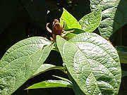 Calycantha floridus1.jpg