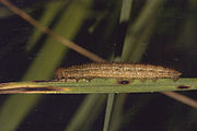 Erebia aethiops caterpillar.jpg