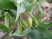 Fritillaria michailovskyi3.JPG