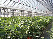 Greenhouse for strawberry.jpg