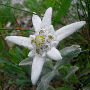 Leontopodium alpinum Szarotka alpejska 01.jpg