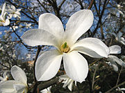 Magnolia Toruń.jpg