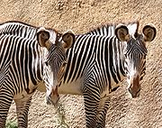 Two Zebras.jpg