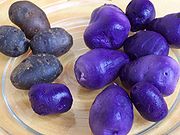 Клубень картофеля, корневая система и надземная часть: описание, характеристики